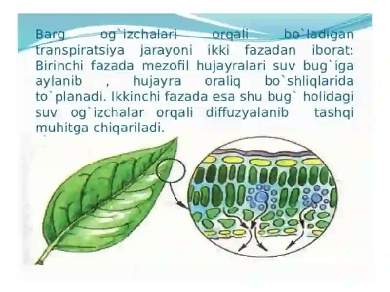 Oʻsimliklardaayirish 4