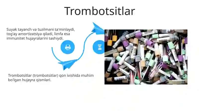 Leykotsitlar 4