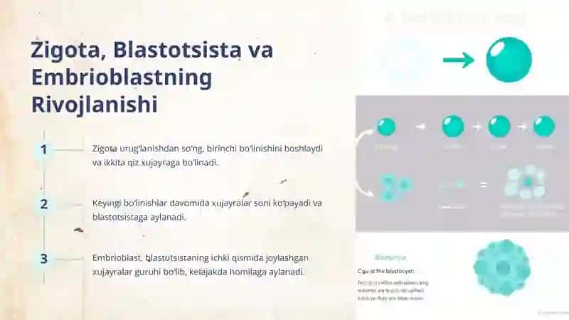 Inson Embriogenezining Qaltis Davrlari 4
