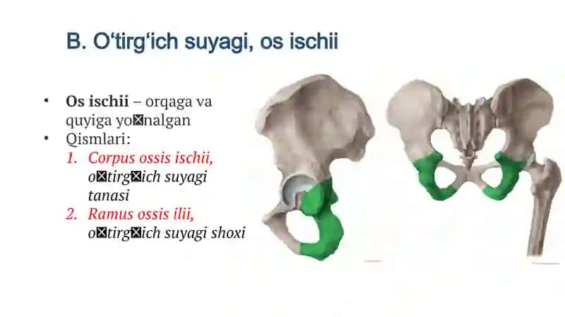 Chanoq suyagi va oyoq erkin suyaklari 4