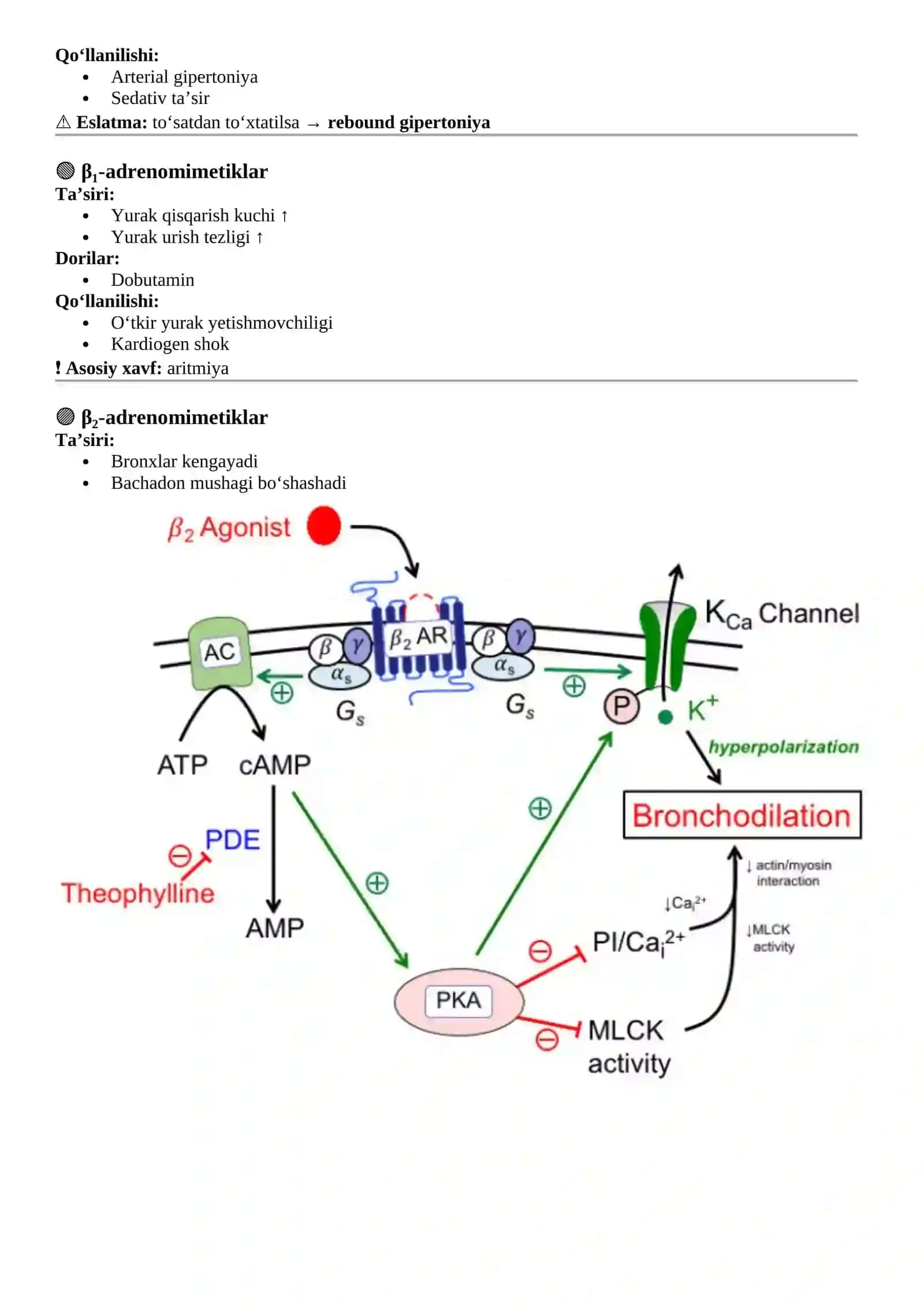 Adrenomimetiklar tushunchasi 4