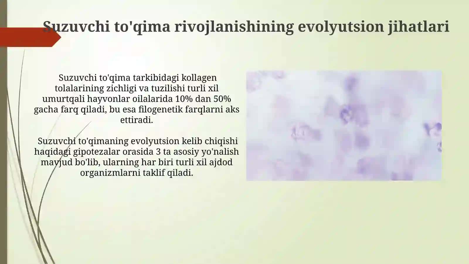 Suzuvchi To'qimaning Filogenezi 4