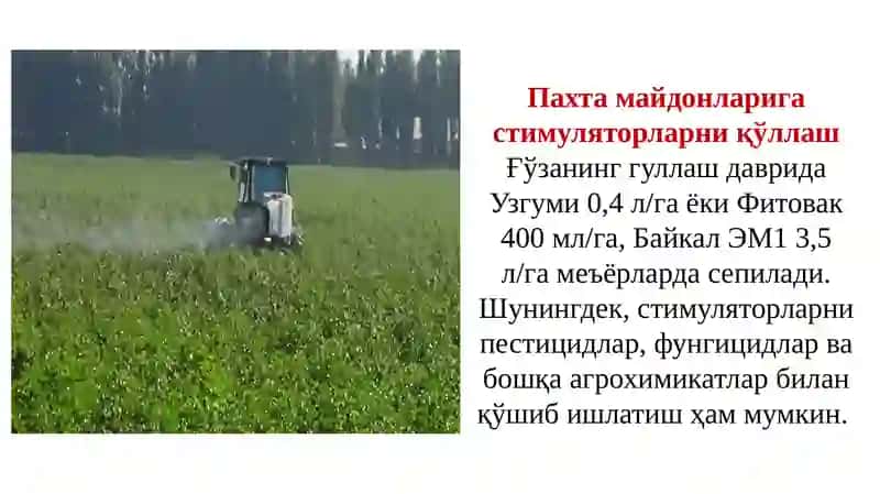 Пахта ҳосилинийиғиб-териб олишга тайёргарлик кўриш ва териш 4