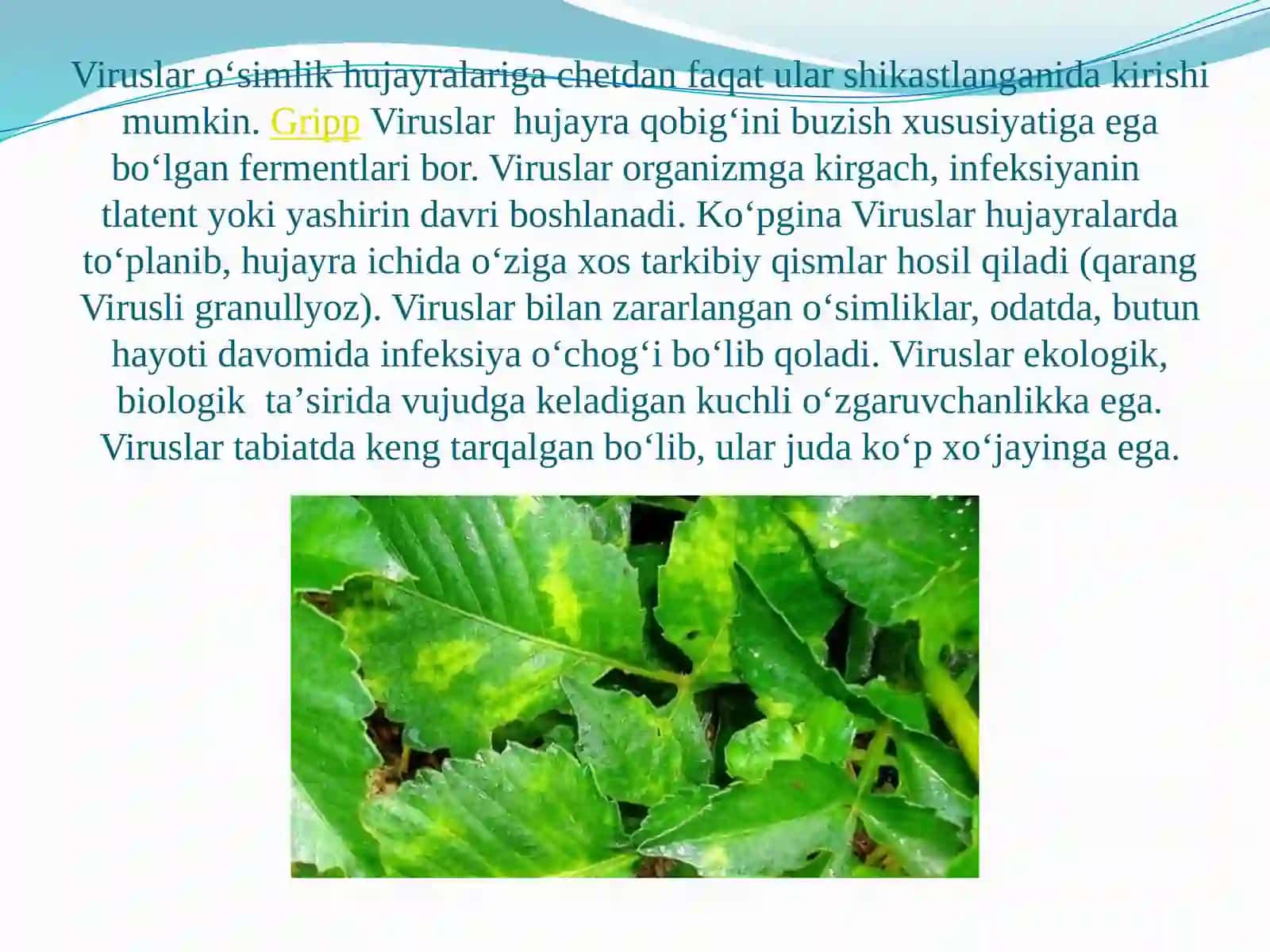 VIRUSLAR STRUKTURASI 4