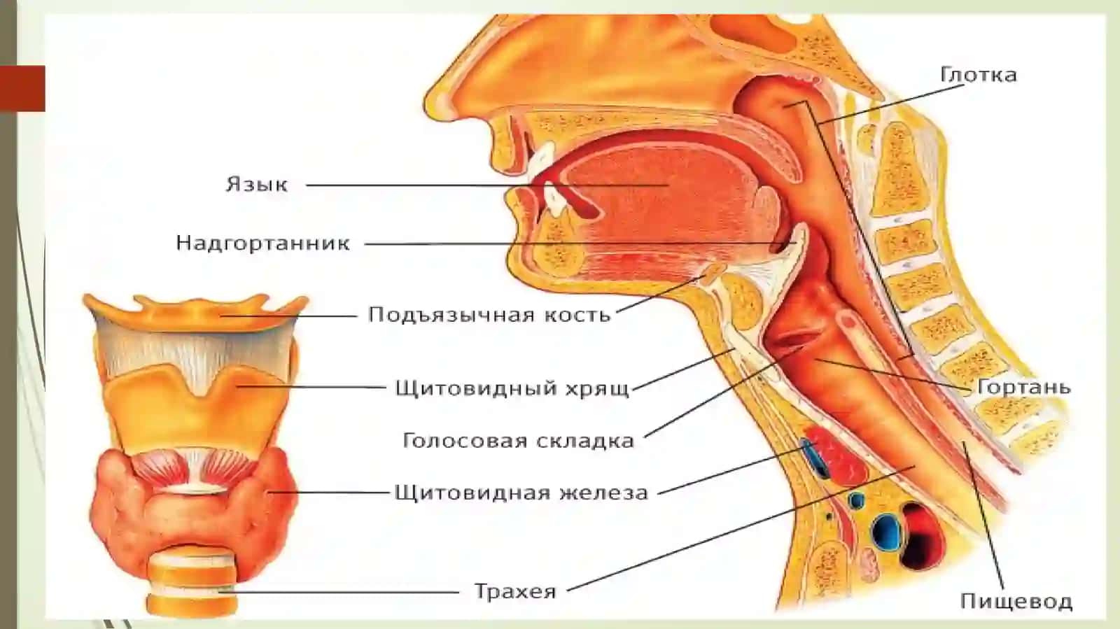 HALQUM TUZILISHI 4