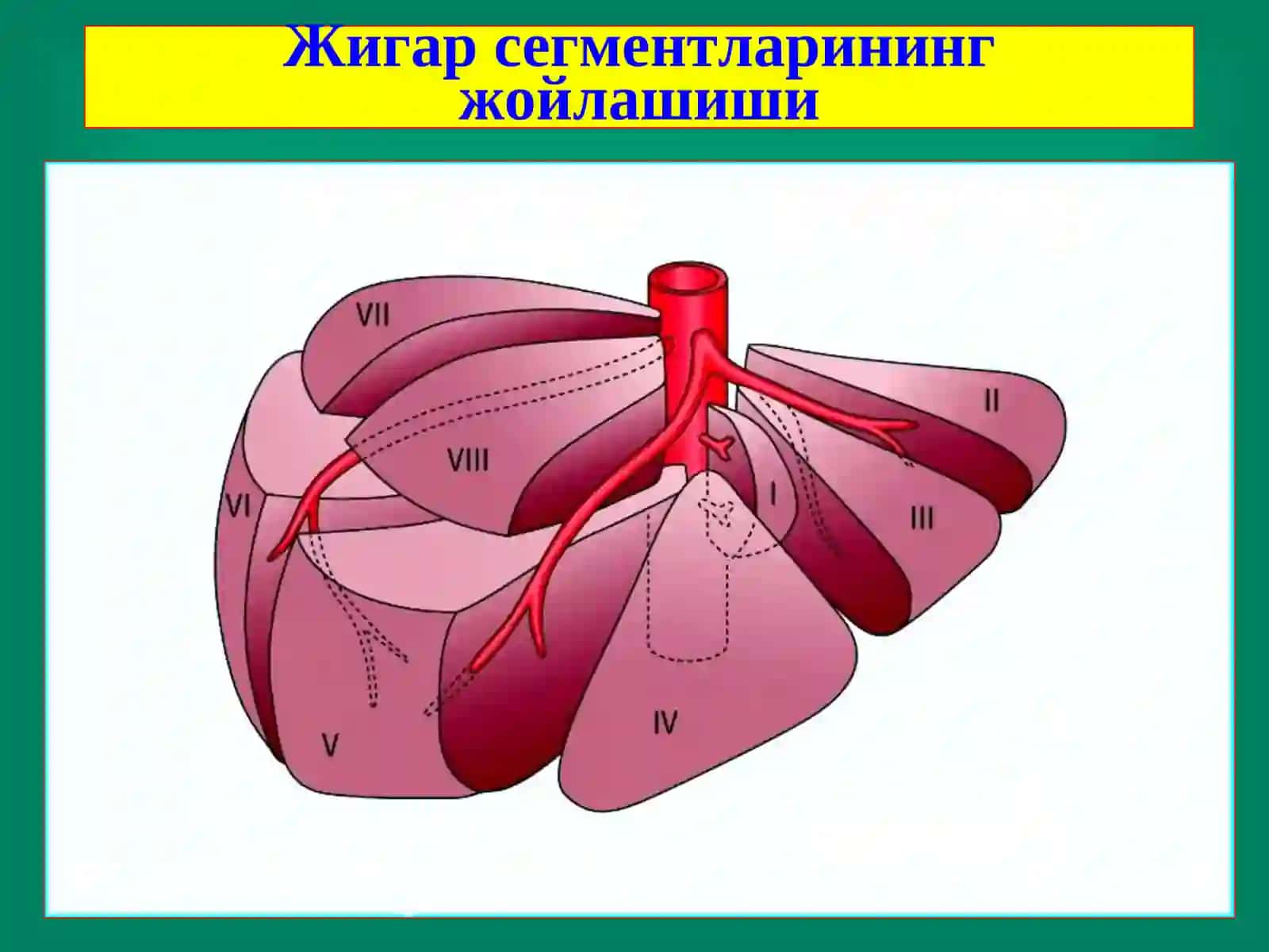 Жигар хирургик касалликлари 4