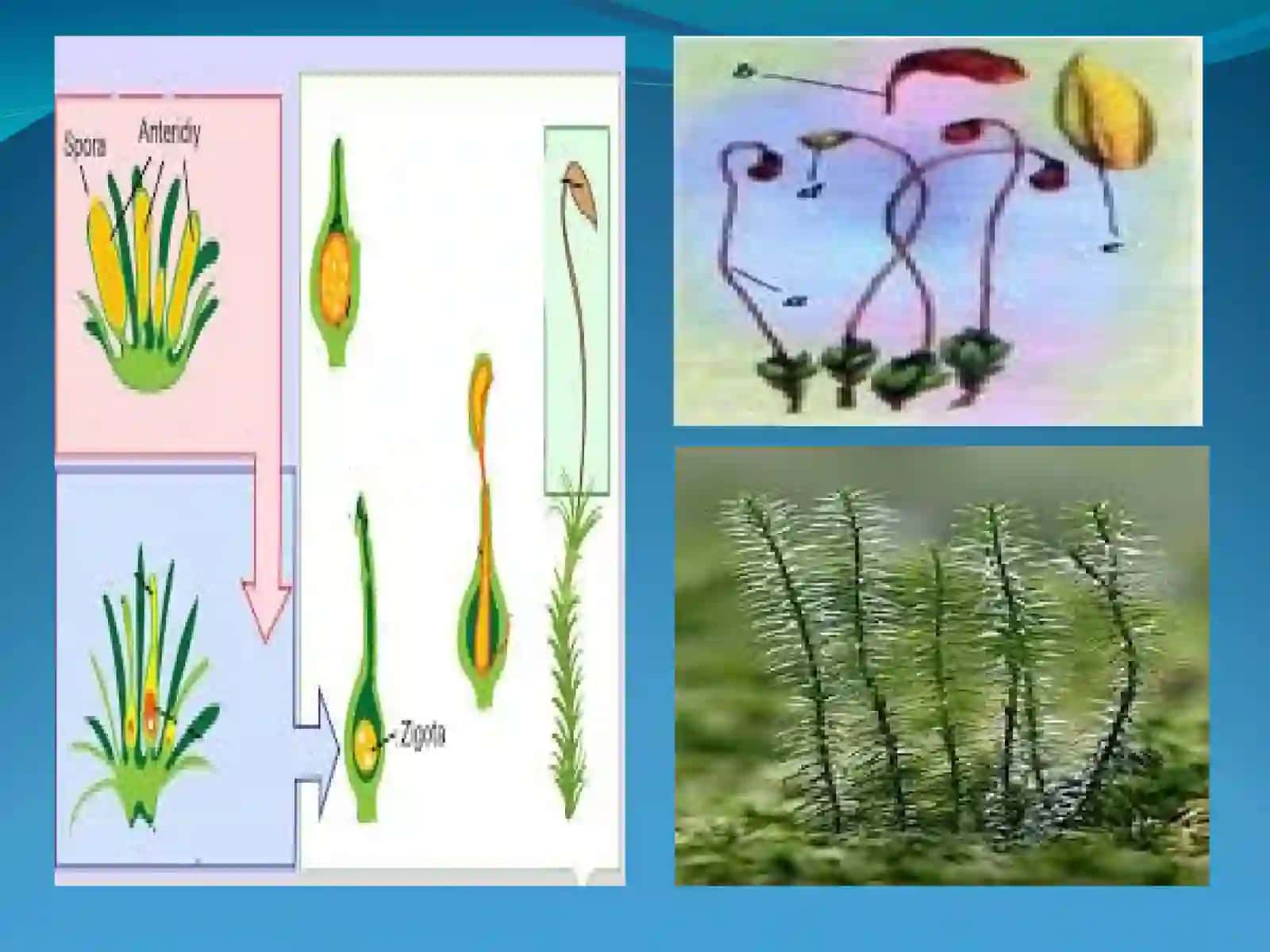 Yo'sintoifalar Bo'limi 4