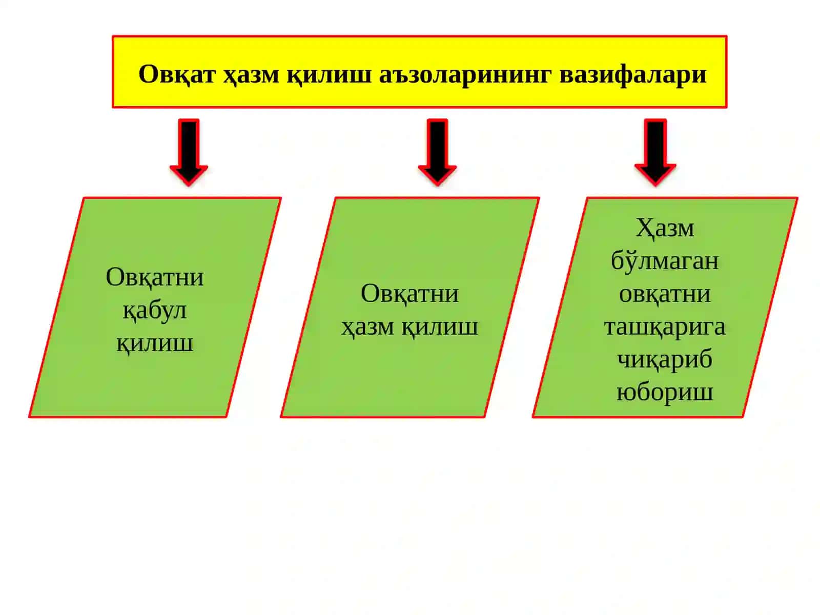 Овқат ҳазм қилиштизими 4