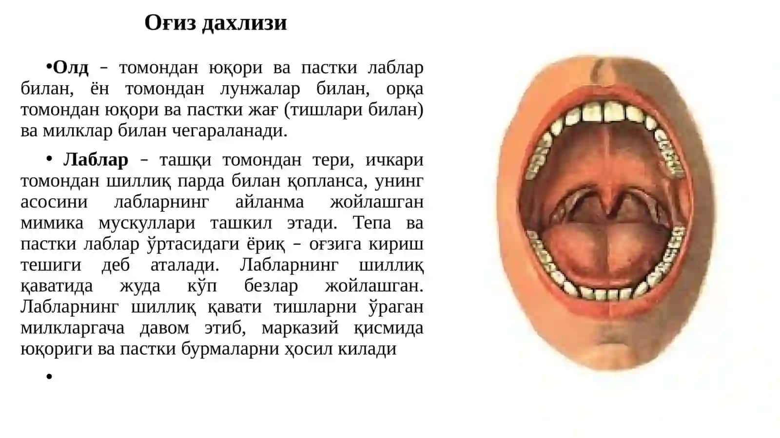 Овқат ҳазм қилиш систамаси 4
