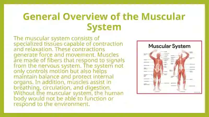 Muscular System of a Human Being 4