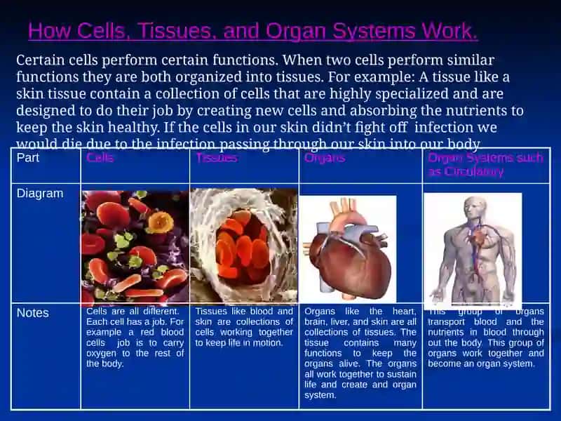 Organization of Your Body 4