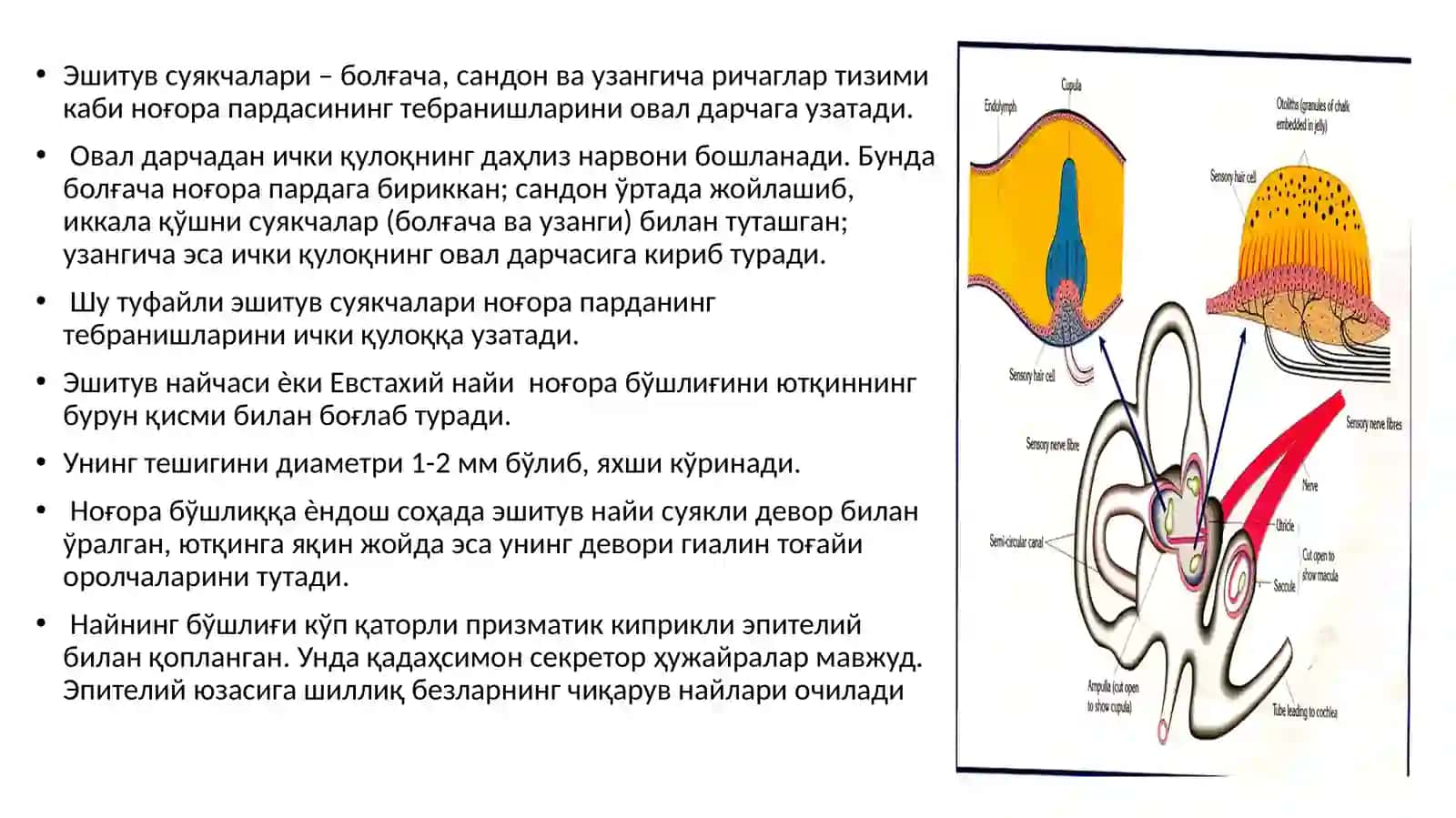 Ташқи, ўрта ва ички қулоқ 4