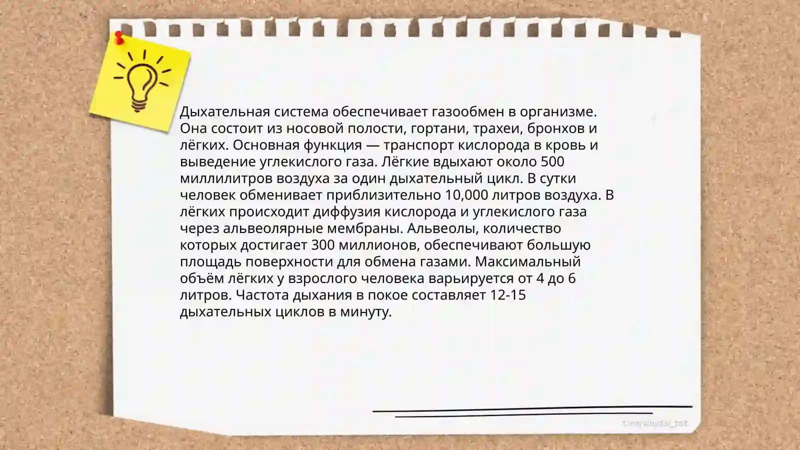 СИСТЕМА ОРГАНОВ ДЫХАНИЯ 4