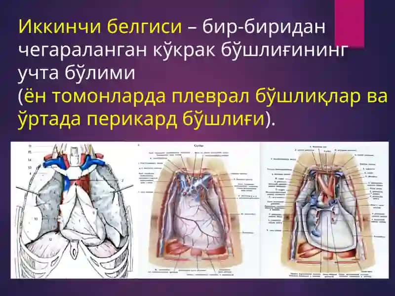 БЕЛ СОХАСИЖАРРОҲЛИК АНАТОМИЯСИ 4