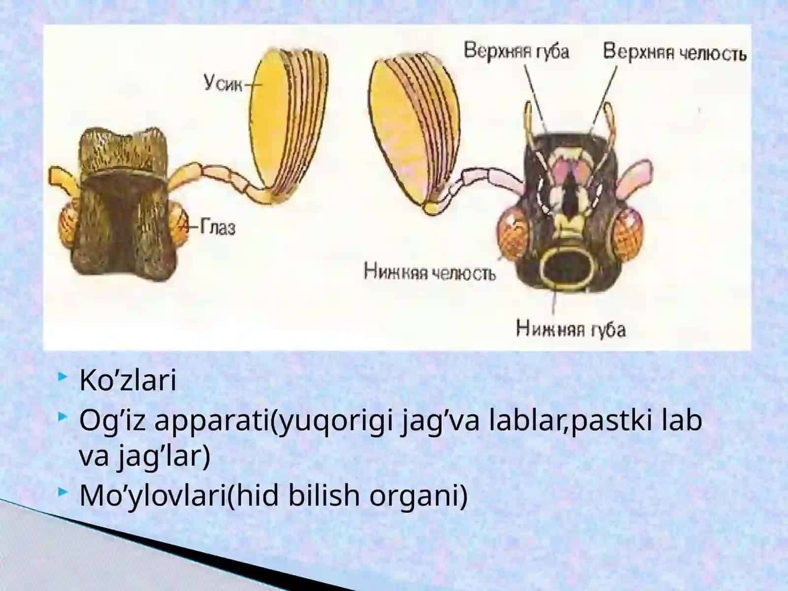 Yashilbronzaqo’ng’iziningtashqituzilishi 4