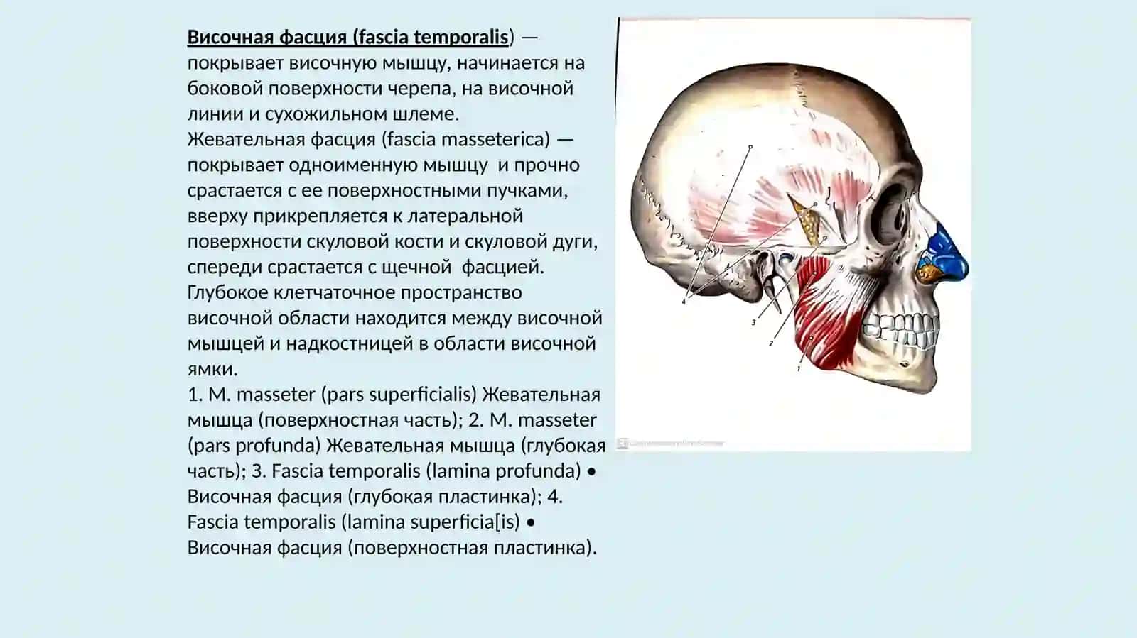 Мышцы головы 4