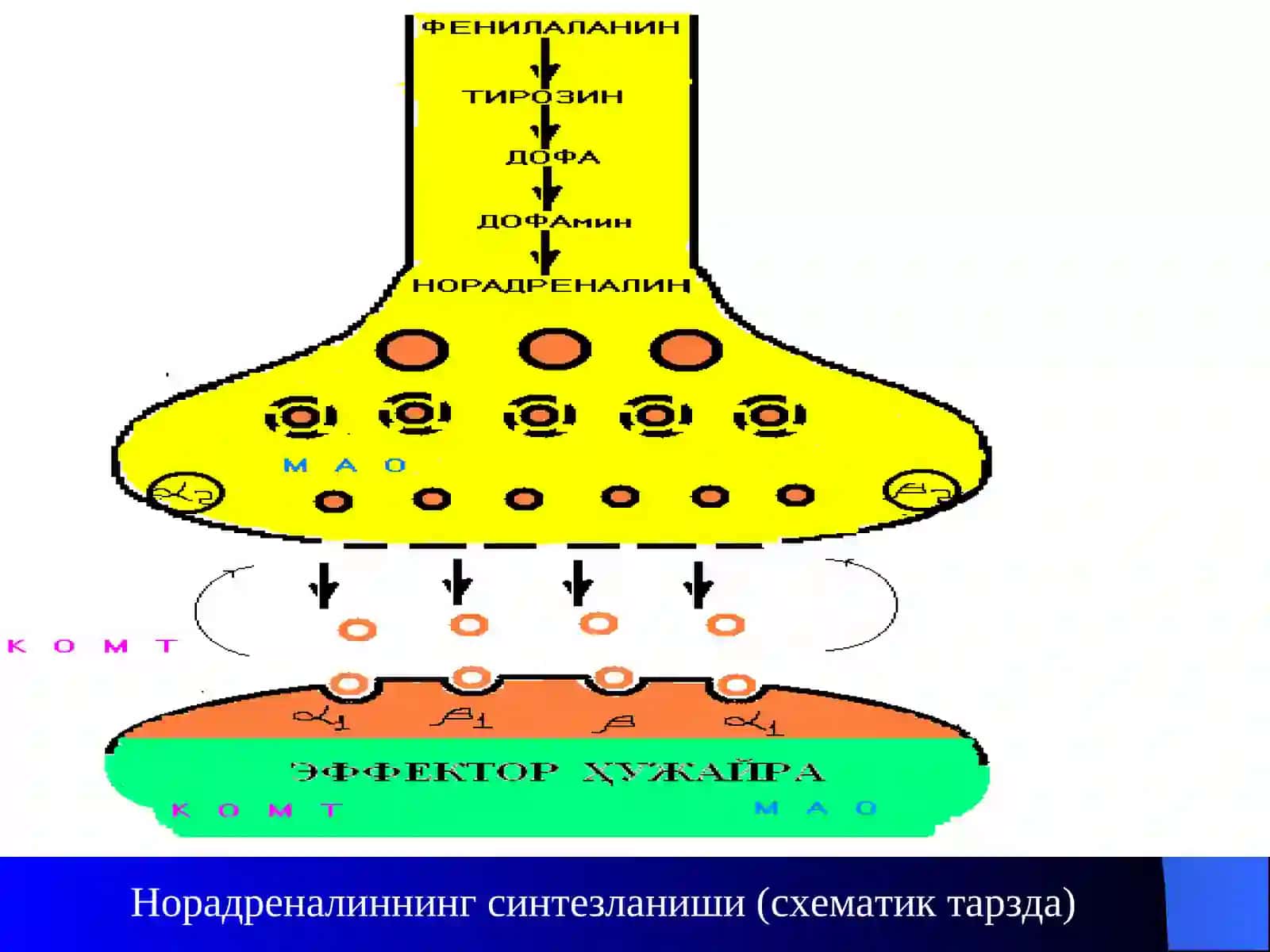 Адреномиметиклар. Симпатомиметиклар 4