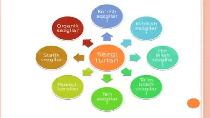 Sezgilarning tasnifivaturlari 4