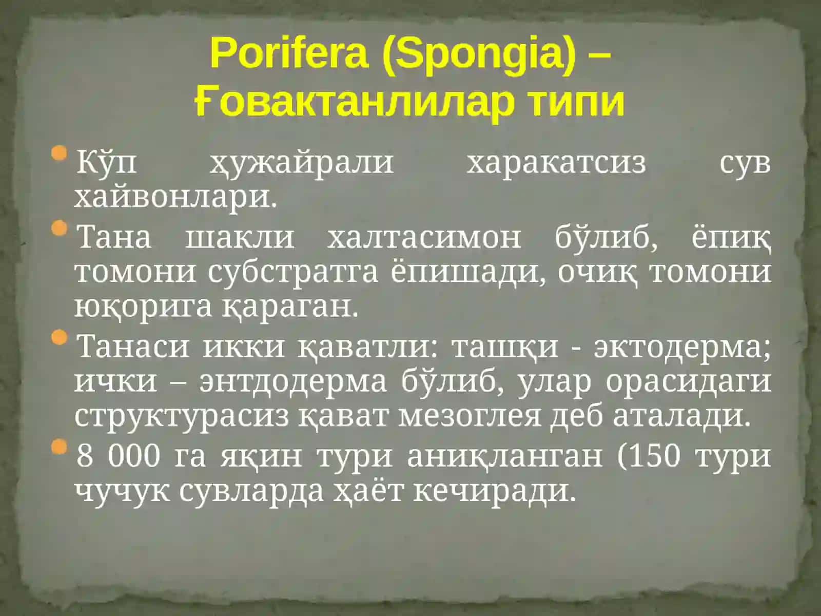 Porifera типи – Ғовактанлилар 4