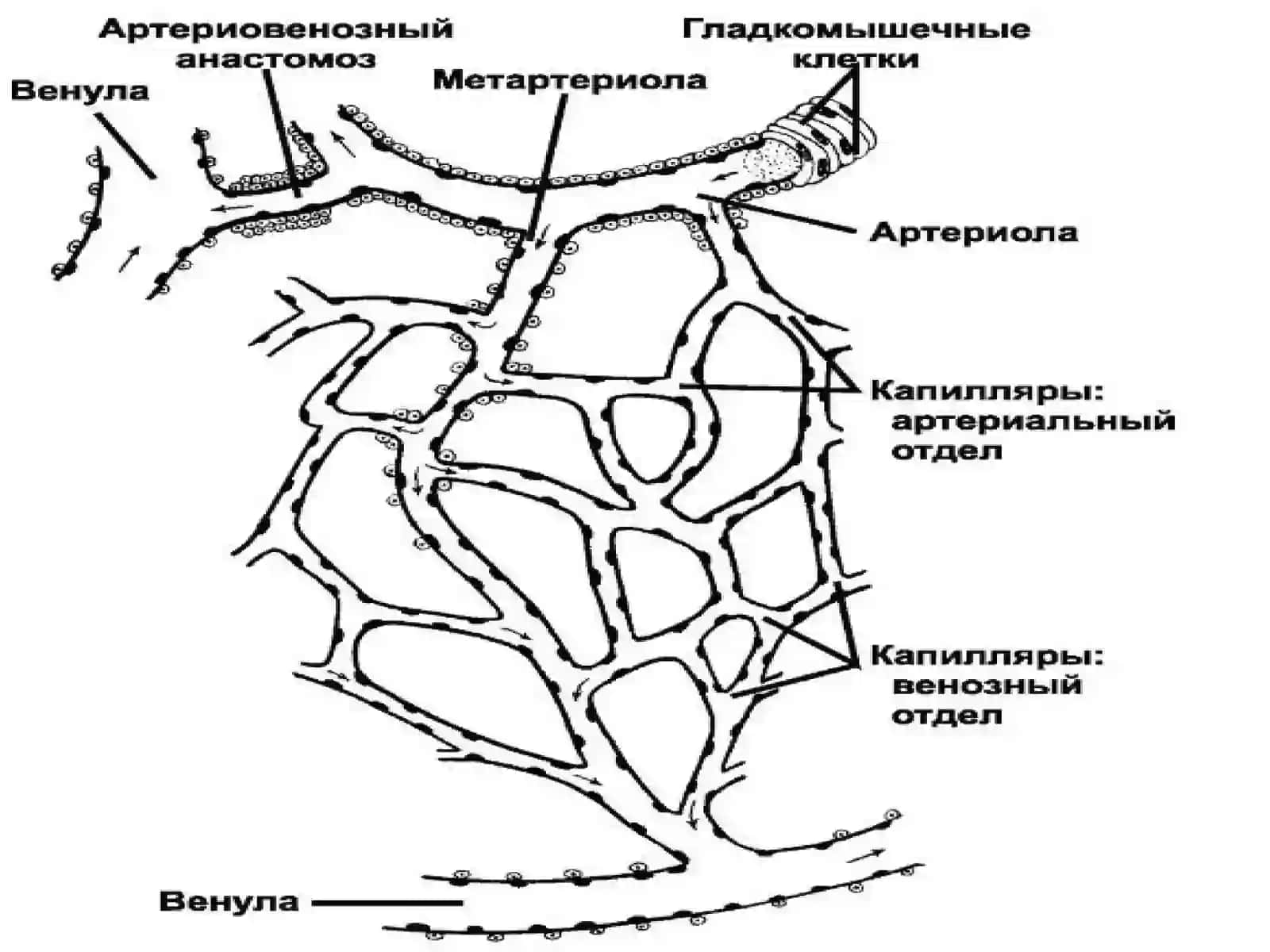Сердечно-сосудистая система 4