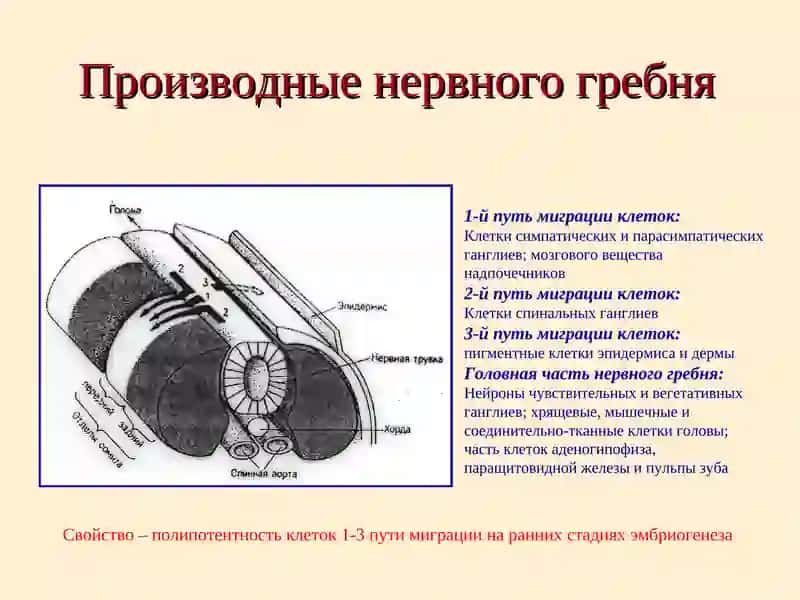 Органогенез 4
