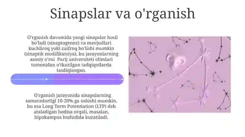Sinapaslar va ularning klassifikatsiyasi 4