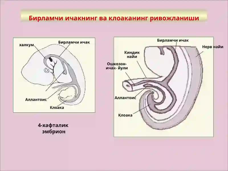 Сийдик Чиқарув Аъзоларининг Функционал Анатомияси 4