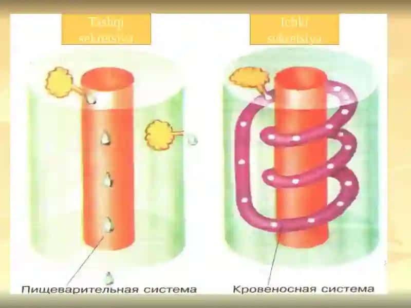 Ichki sekretsiya bezlari 4