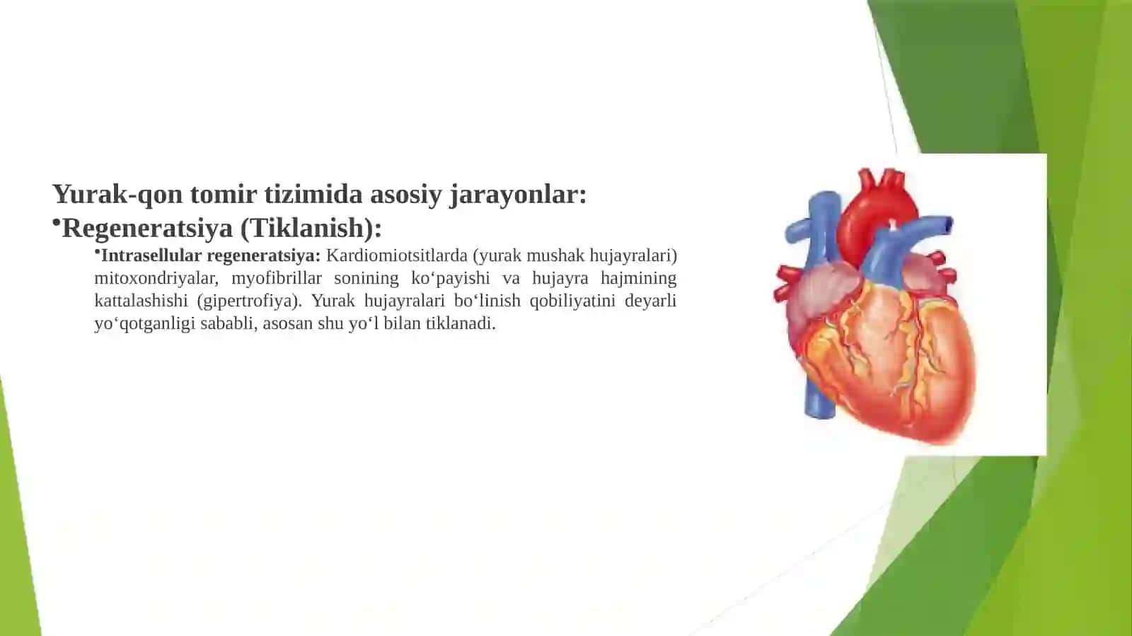 Yurak-qontomirlar tizimi 4
