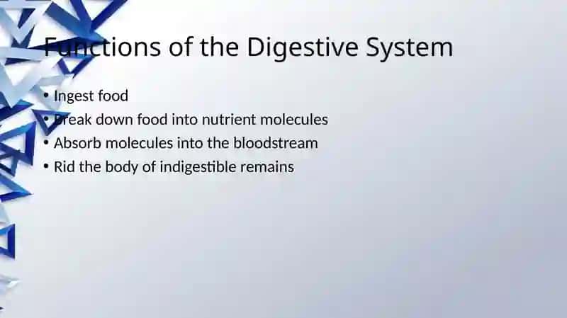 The digestive system and process of digestion and absorption 4