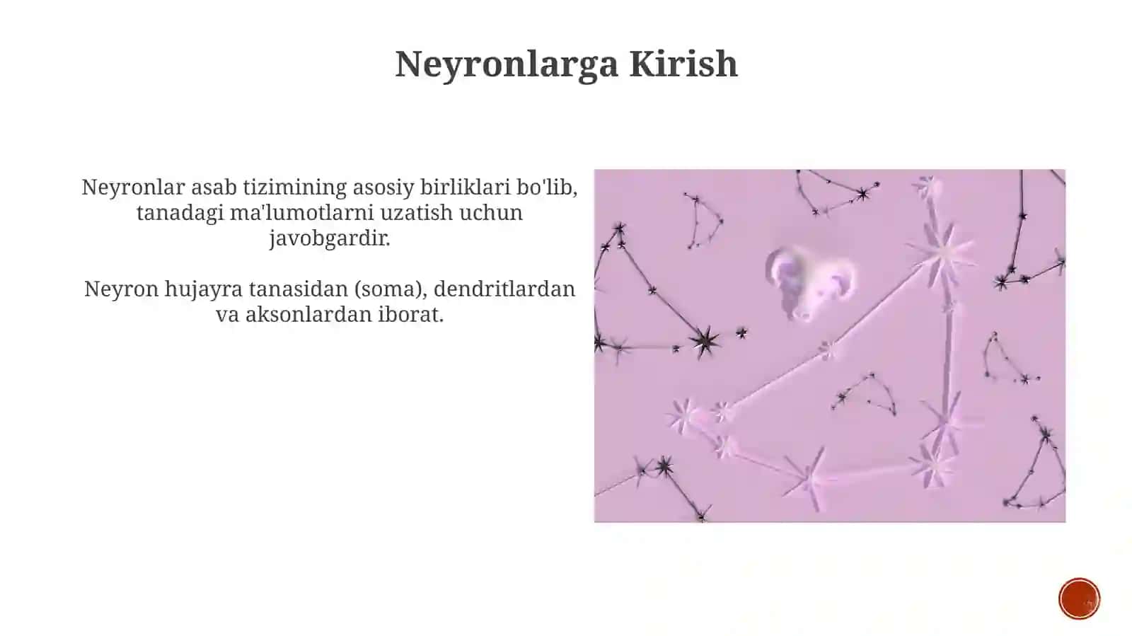 Neyronuning tuzilishi va funksiyalari 4