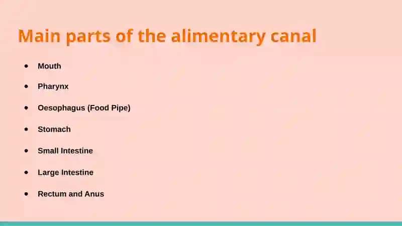 THE ALIMENTARY TRACT OF HUMAN BEING 4