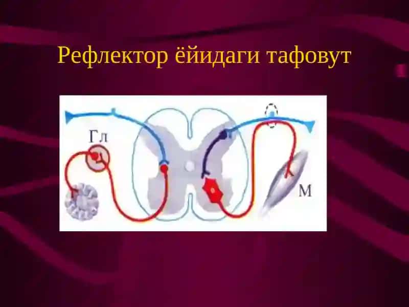 Вегетатив невртизм фаолияти 4