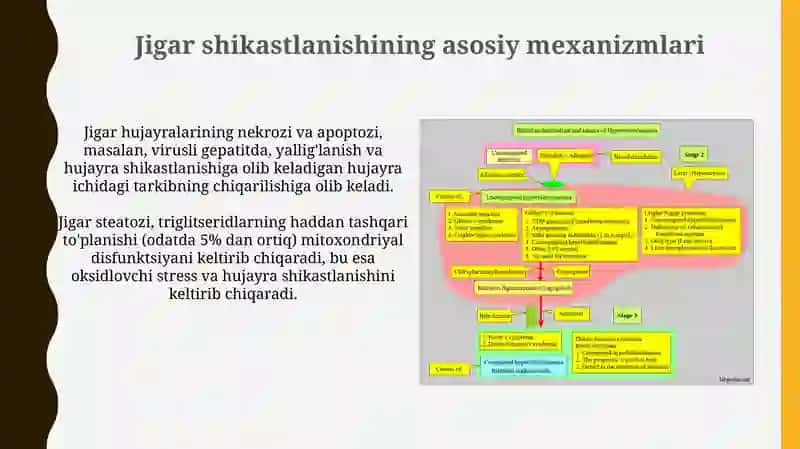Jigar va o't yo'llari patafizialogiyasi 4
