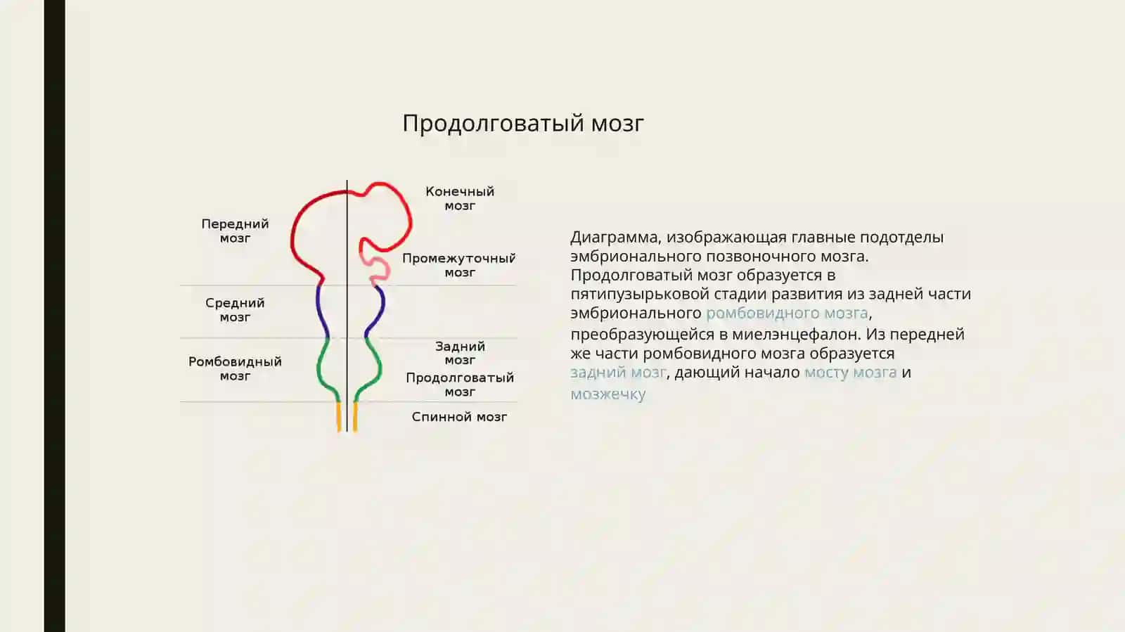 Продольные мозговые центры и функции 4