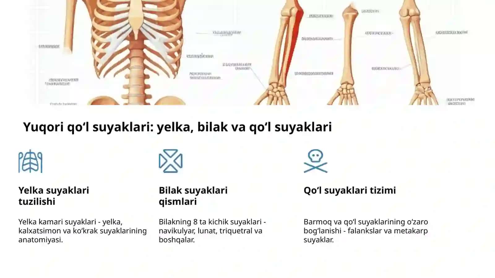 Odam suyaklari: tuzilishi va ahamiyati 4