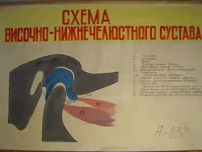 Чакка-пастки жаг бугими ва унинг касалликлари 4