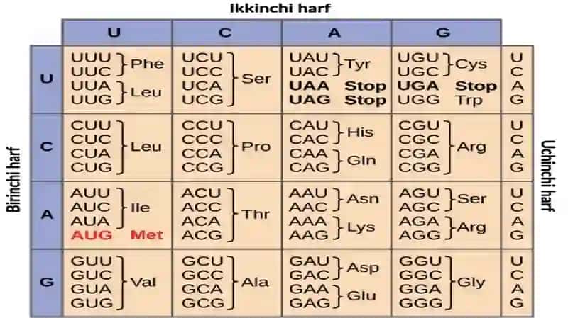 Oqsil biosintezi 4
