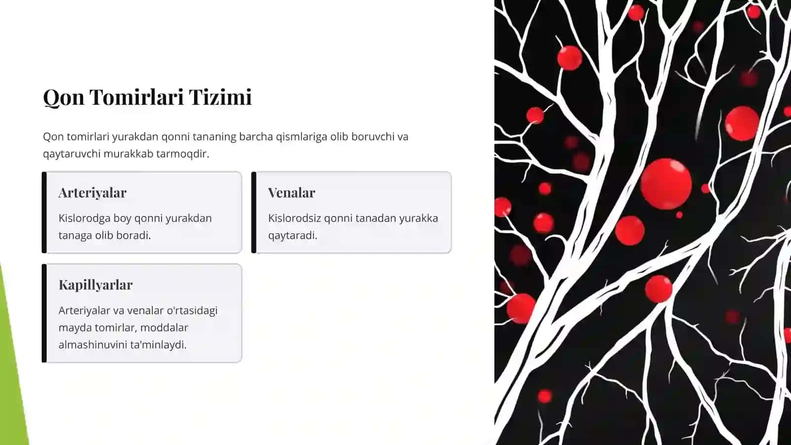 Yurak Muskullari va Qon Tomirlari: Tizimli Tahlil 4