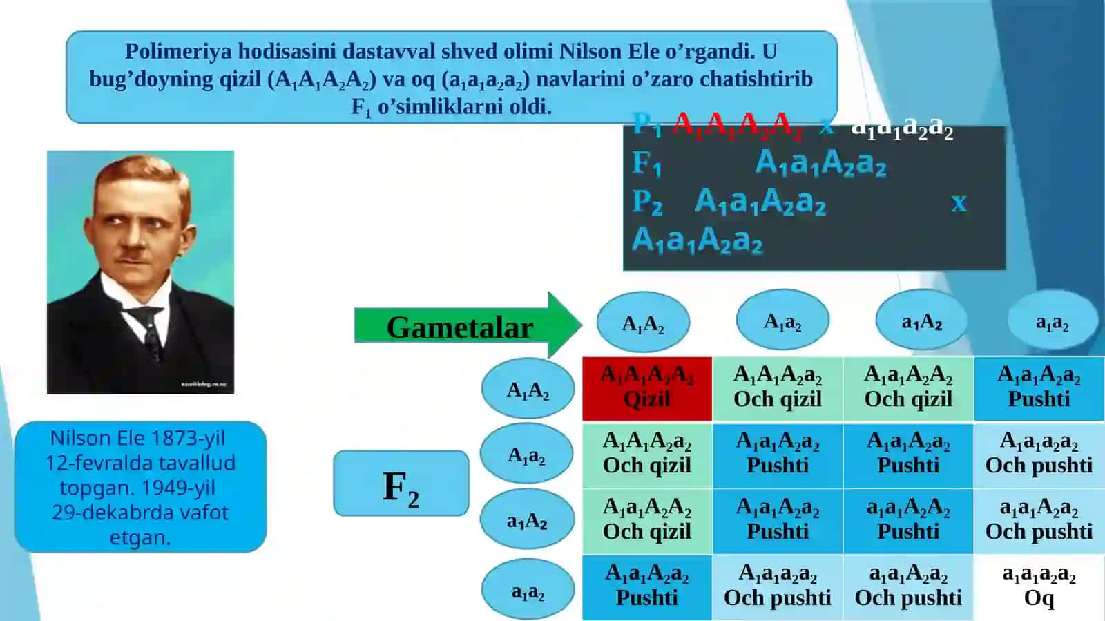 Genlarning polimer ta'siri 4