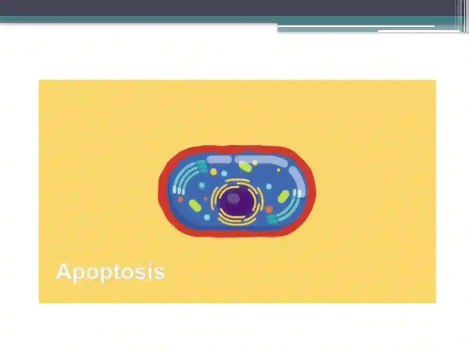 Apoptoz mexanizmlari 4
