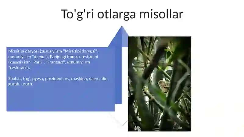 Umumiy va O'z nomlarni ta'riflash 4