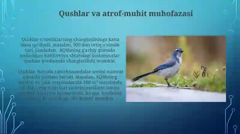 Qushlar va madaniyat 4