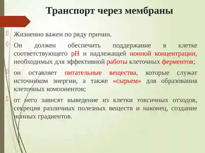 Транспорт веществ у растений 4