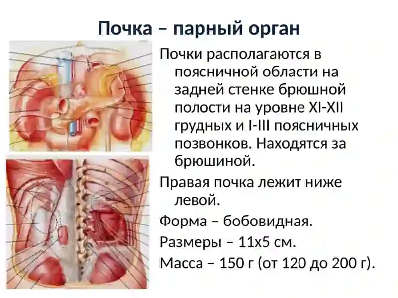 Презентация по теме Мочевыделительная система 4