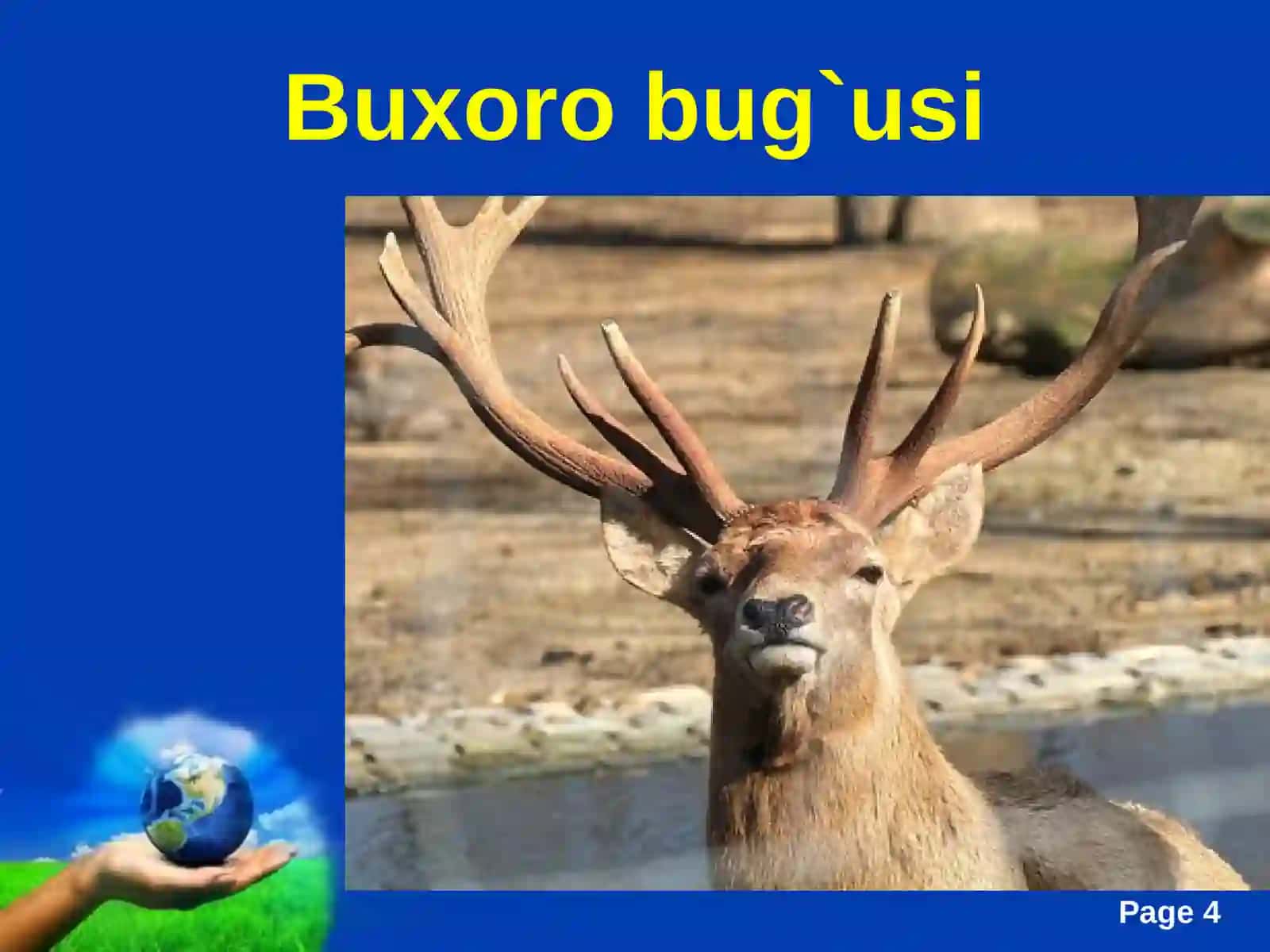 O‘zbekistonning hayvonot olami 4