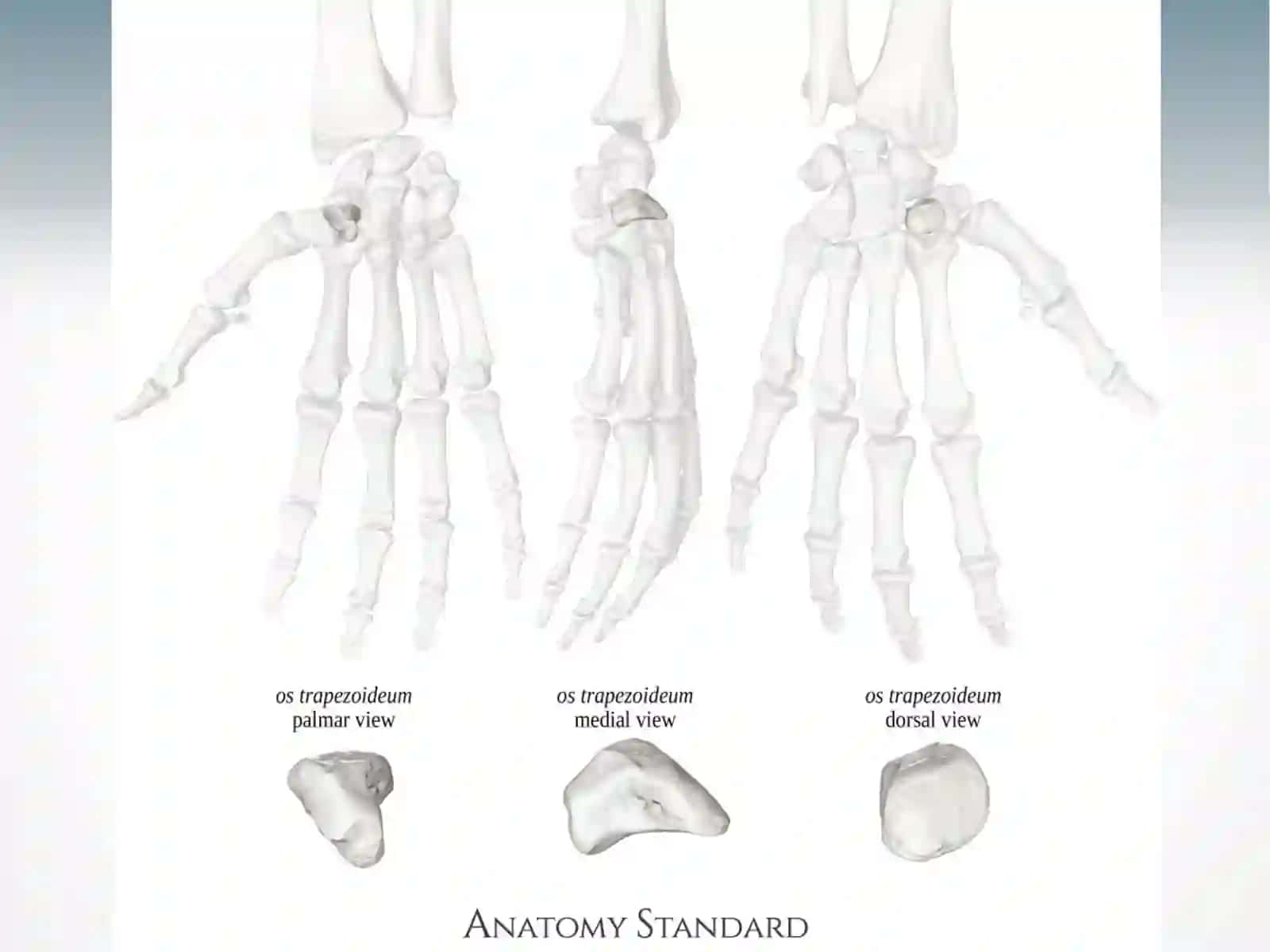 Qo‘lpanjasining skeleti 4