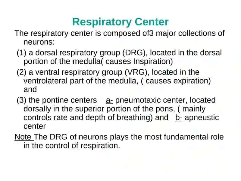 Regulation of Respiration 4