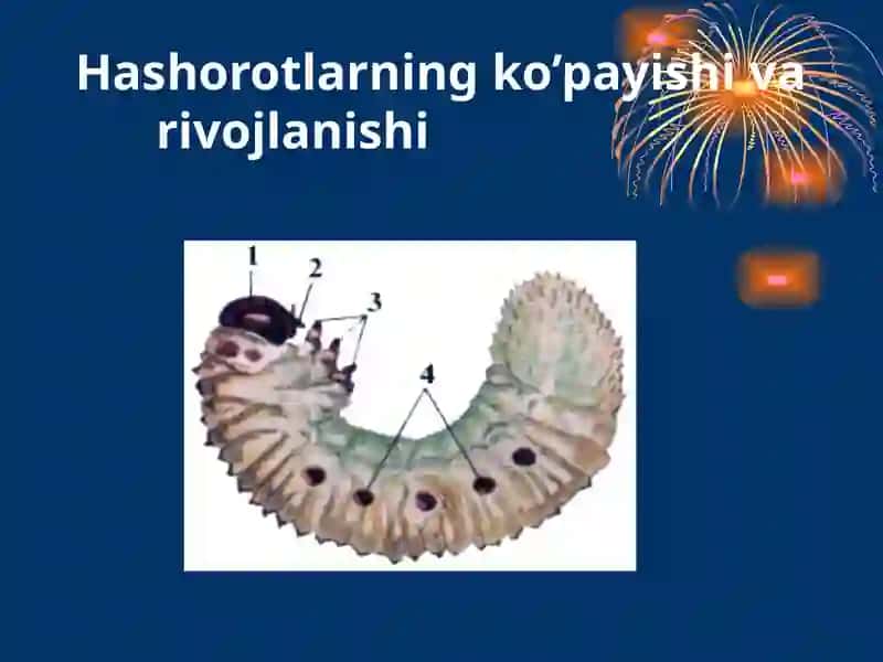 Hashorotlarning ko'payishi va rivojlanishi 4