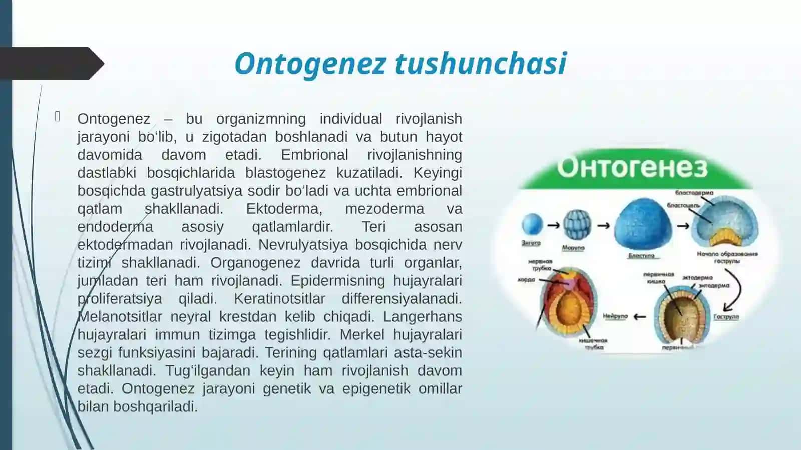 Qoplovchi organlar onto filogenezi.pptx 4